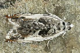 Attēlu rezultāti vaicājumam “Ancylis laetana”