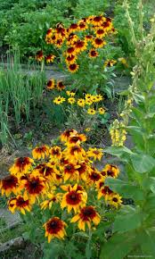 Attēlu rezultāti vaicājumam “Rudbeckia hirta var. hirta”