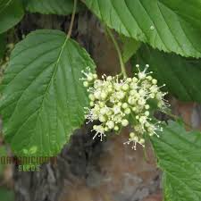 Attēlu rezultāti vaicājumam “Acer tataricum bud”