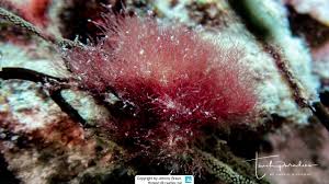 Attēlu rezultāti vaicājumam “Ceramium sp.”