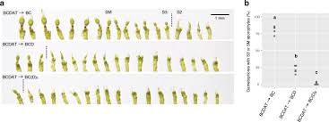 Attēlu rezultāti vaicājumam “Physcomitrium pyriforme sporophyte”