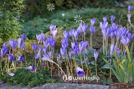 Attēlu rezultāti vaicājumam “Crocus speciosus flower”