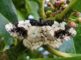 Attēlu rezultāti vaicājumam “Ligdia adustata”