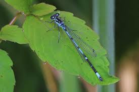 Attēlu rezultāti vaicājumam “Coenagrion pulchellum male”