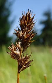 Attēlu rezultāti vaicājumam “Carex leporina”