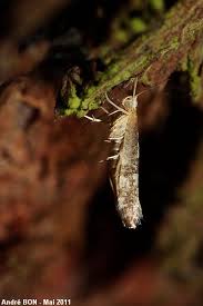 Attēlu rezultāti vaicājumam “Argyresthia spinosella”