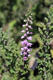 Attēlu rezultāti vaicājumam “Calluna vulgaris”
