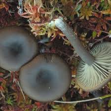 Attēlu rezultāti vaicājumam “Clavaria sphagnicola”