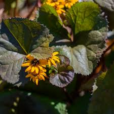 Attēlu rezultāti vaicājumam “Ligularia sibirica leaf”