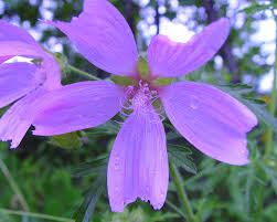 Image result for Malva alcea