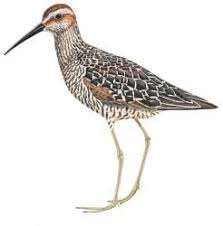 Image result for Calidris himantopus
