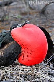 Image result for Fregata aquila