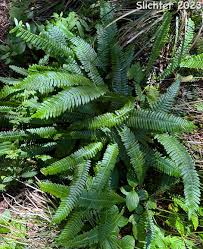 Attēlu rezultāti vaicājumam “Blechnum spicant”