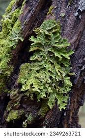 Attēlu rezultāti vaicājumam “Lobaria amplissima”