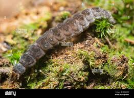 Attēlu rezultāti vaicājumam “Cantharis fusca larva”