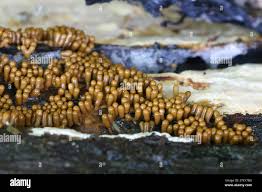 Attēlu rezultāti vaicājumam “Oligonema favogineum”