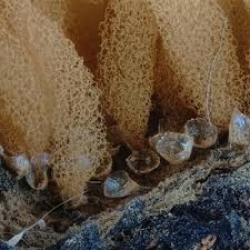 Attēlu rezultāti vaicājumam “Arcyria, Heterotrichia sp.”