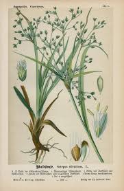 Attēlu rezultāti vaicājumam “Scirpus sylvaticus leaf”