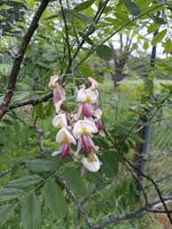 Attēlu rezultāti vaicājumam “Stemonitopsis aequalis (var. aequalis) stalked”