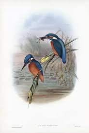 Attēlu rezultāti vaicājumam “Alcedo atthis”