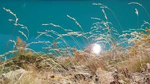 Attēlu rezultāti vaicājumam “Poa palustris leaf”