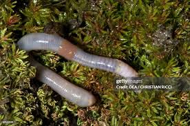 Attēlu rezultāti vaicājumam “Lumbricidae”