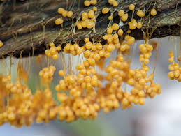 Attēlu rezultāti vaicājumam “Badhamia affinis spores”