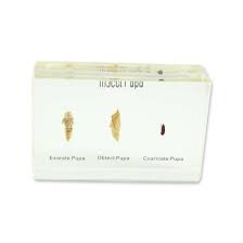 Attēlu rezultāti vaicājumam “Retinia resinella pupa”