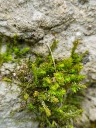 Attēlu rezultāti vaicājumam “Anomodon viticulosus”