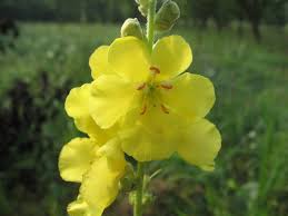 Image result for Verbascum phlomoides