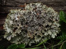 Attēlu rezultāti vaicājumam “Platismatia glauca”