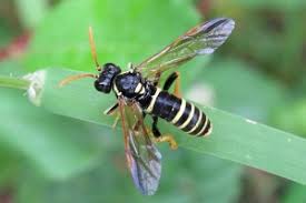 Attēlu rezultāti vaicājumam “Tenthredo scrophulariae”