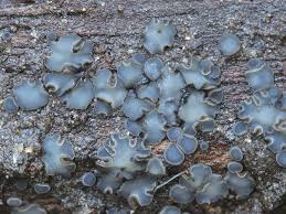 Attēlu rezultāti vaicājumam “Mollisia cinerea”