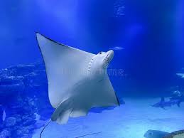 Image result for Aetobatus narinari