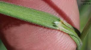 Attēlu rezultāti vaicājumam “Epirhoe tristata”