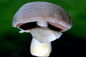 Attēlu rezultāti vaicājumam “Agaricus”