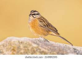 Image result for Emberiza cia