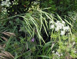 Attēlu rezultāti vaicājumam “Bromopsis inermis”