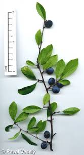 Attēlu rezultāti vaicājumam “Prunus spinosa”