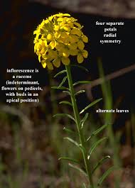 Attēlu rezultāti vaicājumam “Cruciferae”