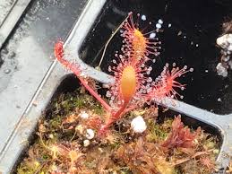 Attēlu rezultāti vaicājumam “Drosera anglica leaf”