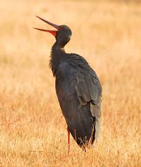 Attēlu rezultāti vaicājumam “Ciconia nigra”