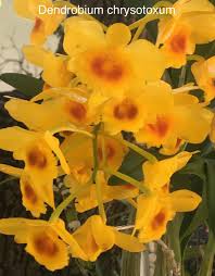 Attēlu rezultāti vaicājumam “Chrysotoxum sp.”