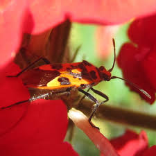 Attēlu rezultāti vaicājumam “Corizus hyoscyami”