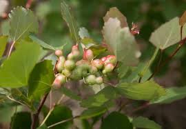 Attēlu rezultāti vaicājumam “Contarinia petioli”