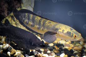 Image result for Channa argus