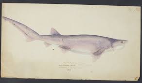 Image result for Notorynchus cepedianus