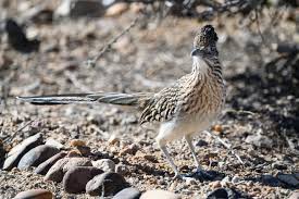 Image result for Reading Roadrunners