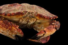 Image result for Cancer pagurus