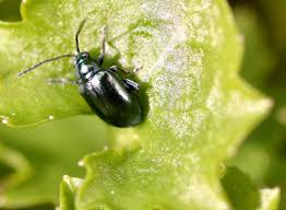 Attēlu rezultāti vaicājumam “Alticinae”